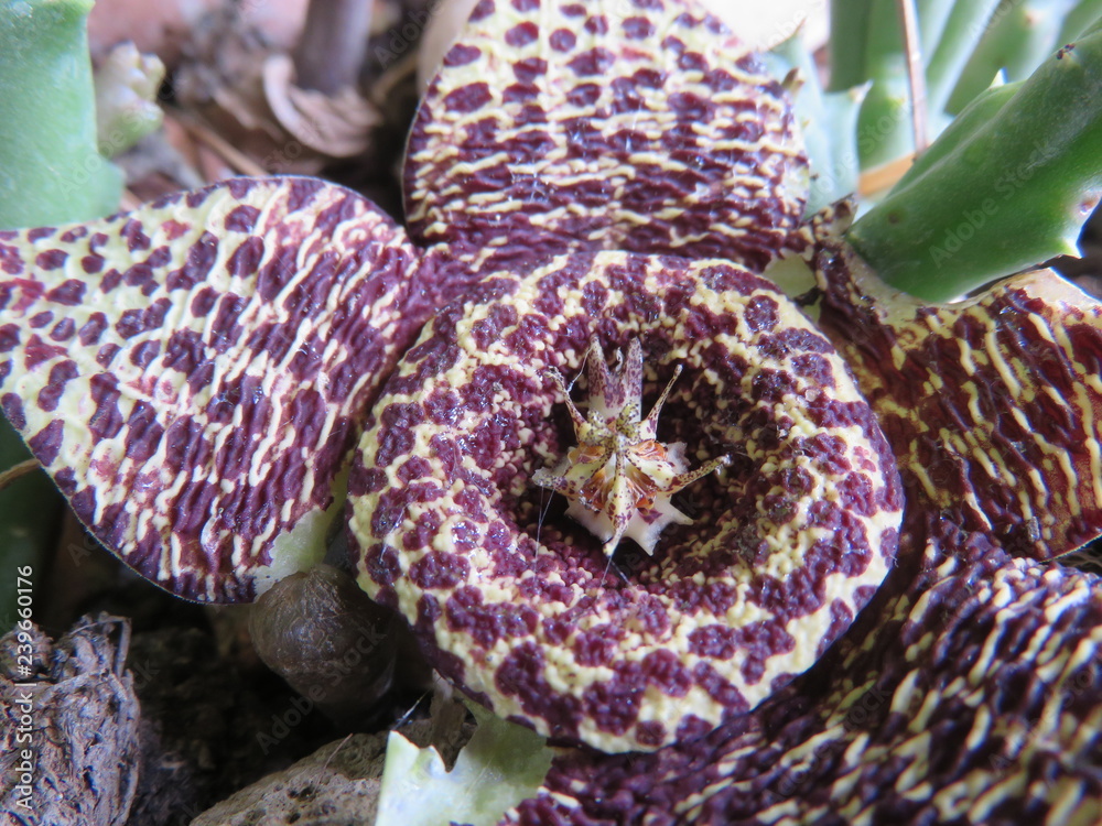 Stapelia Stapelia