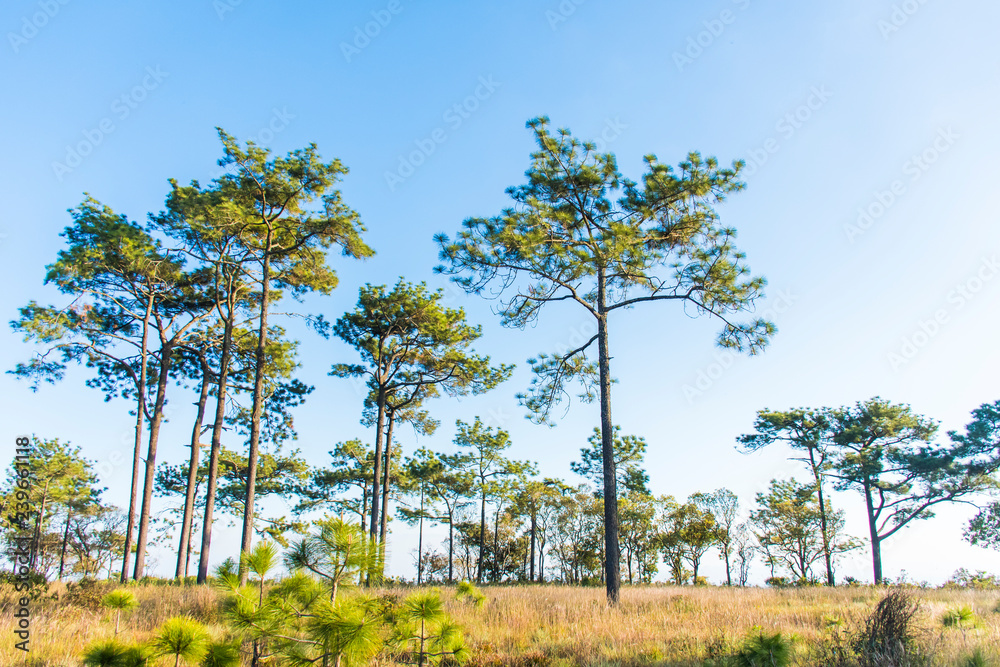 Pinus kesiya in morning at Phukradueng National Park, Loei. Pinus kesiya in morning at Phukradueng National Park, Loei.