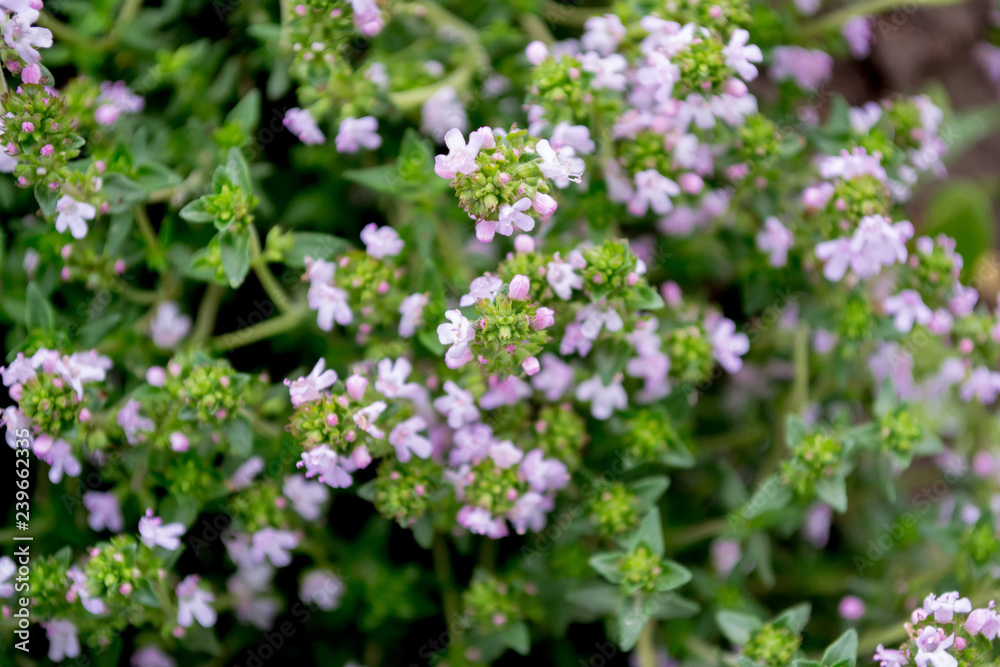 Background with thyme. Bright green leaves, yellow stalks and pink, purple flowers. Thymus vulgaris Background with thyme. Bright green leaves, yellow stalks and pink, purple flowers. Thymus vulgaris