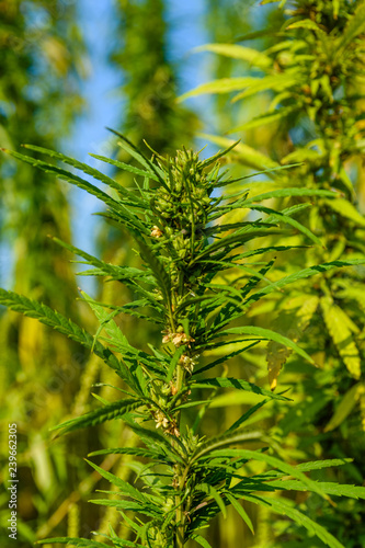 Closeup of green medical cannabis plant