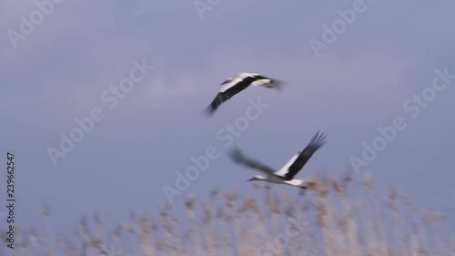 White storks flying  in hula valley Beautiful shot of White stork flying in hula valley