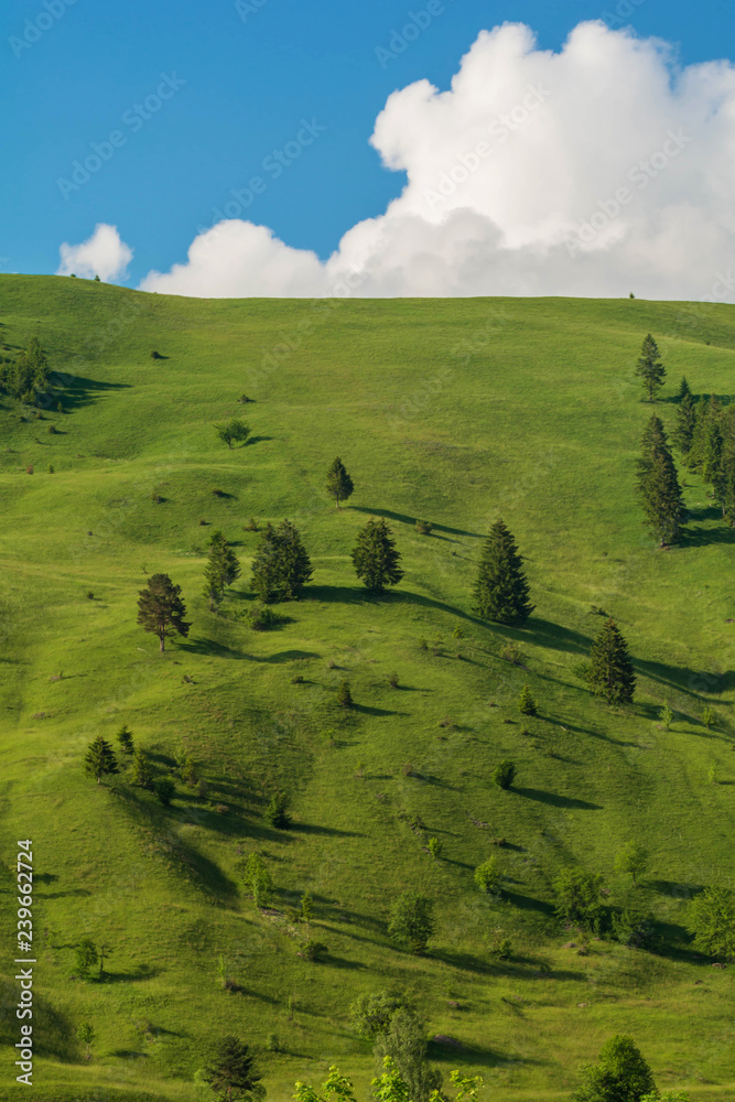 Pine Trees and green meadow in the foreground and nice blue sky with white clouds in the background. Majestic mountain scene in Romanian alps. Travel in holidays to be relaxed. 