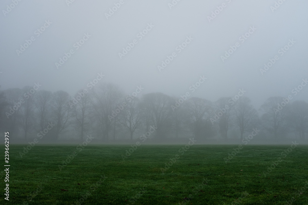 Row of trees in heavy fog