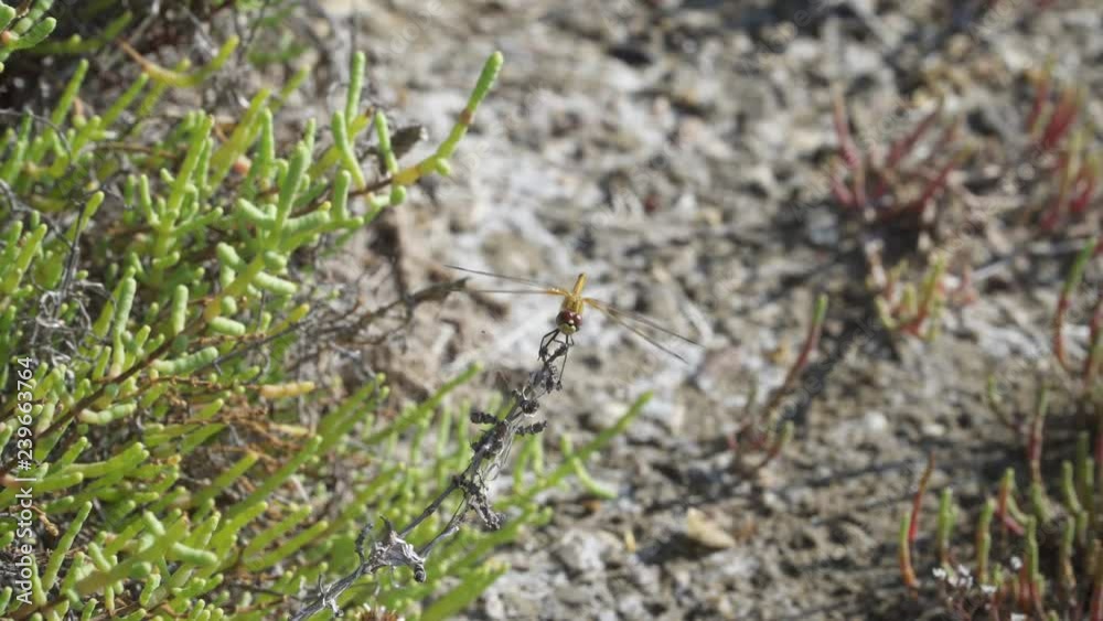 Dragonfly turning head on a plant at a beach in southern France Dragonfly turning head on a plant at a beach in southern France