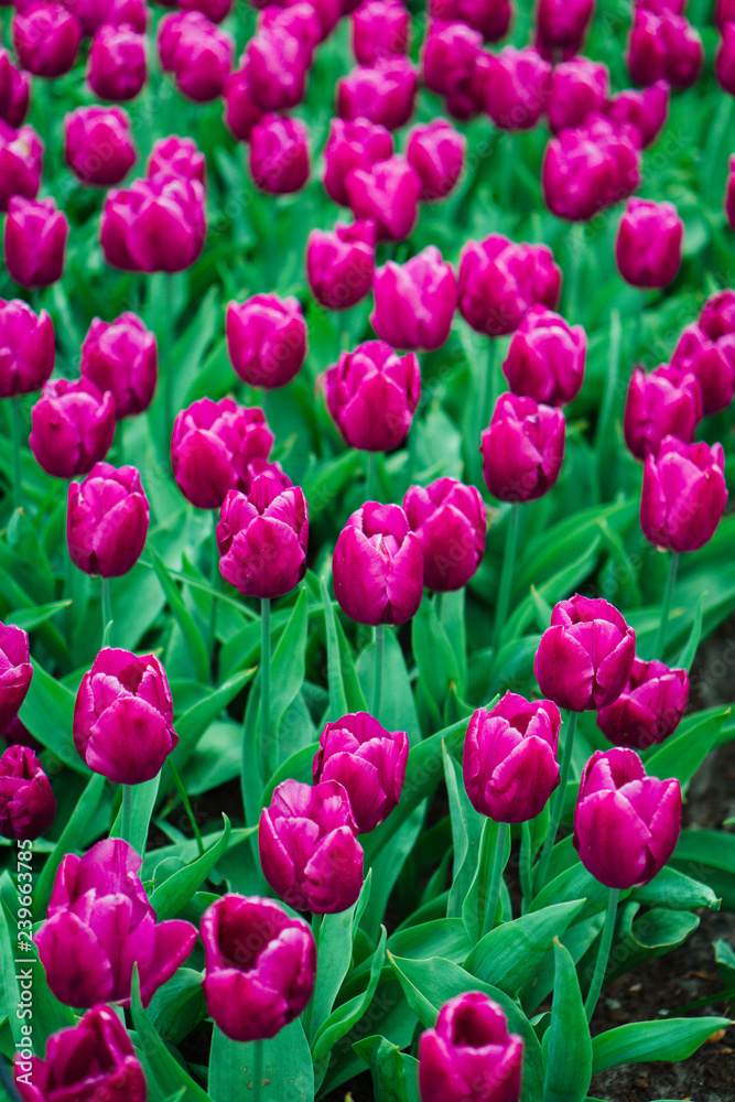 Bulbes de tulipes, jardin Keukenhof, Hollande. Fleurs colorées au printemps.