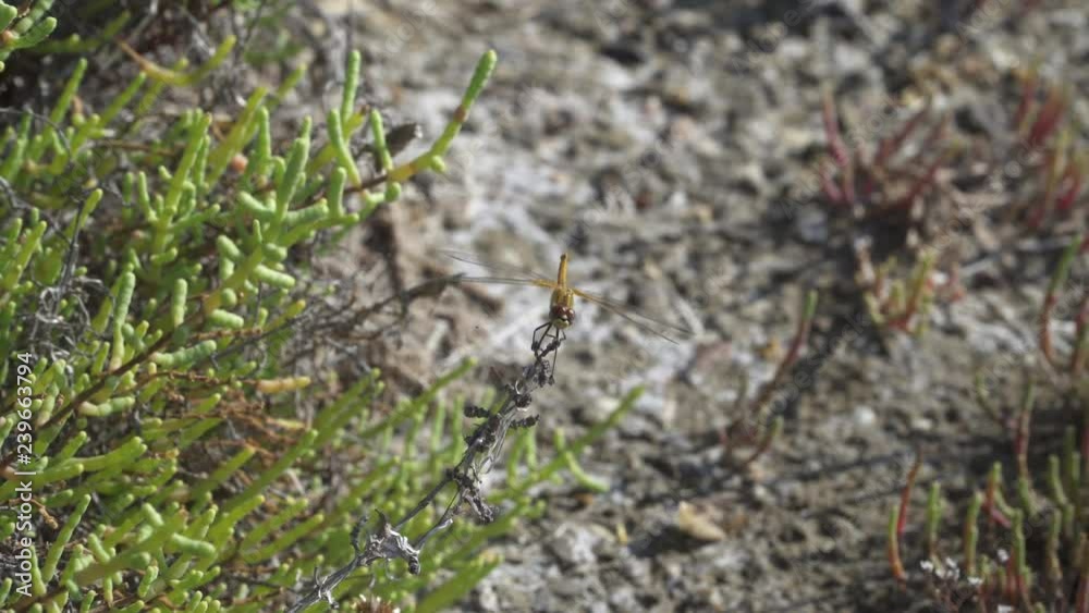 Dragonfly turning head on a plant at a beach in southern France Dragonfly turning head on a plant at a beach in southern France