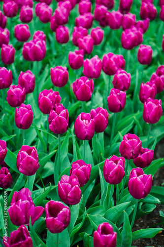 Bulbes de tulipes, jardin Keukenhof, Hollande. Fleurs colorées au printemps.