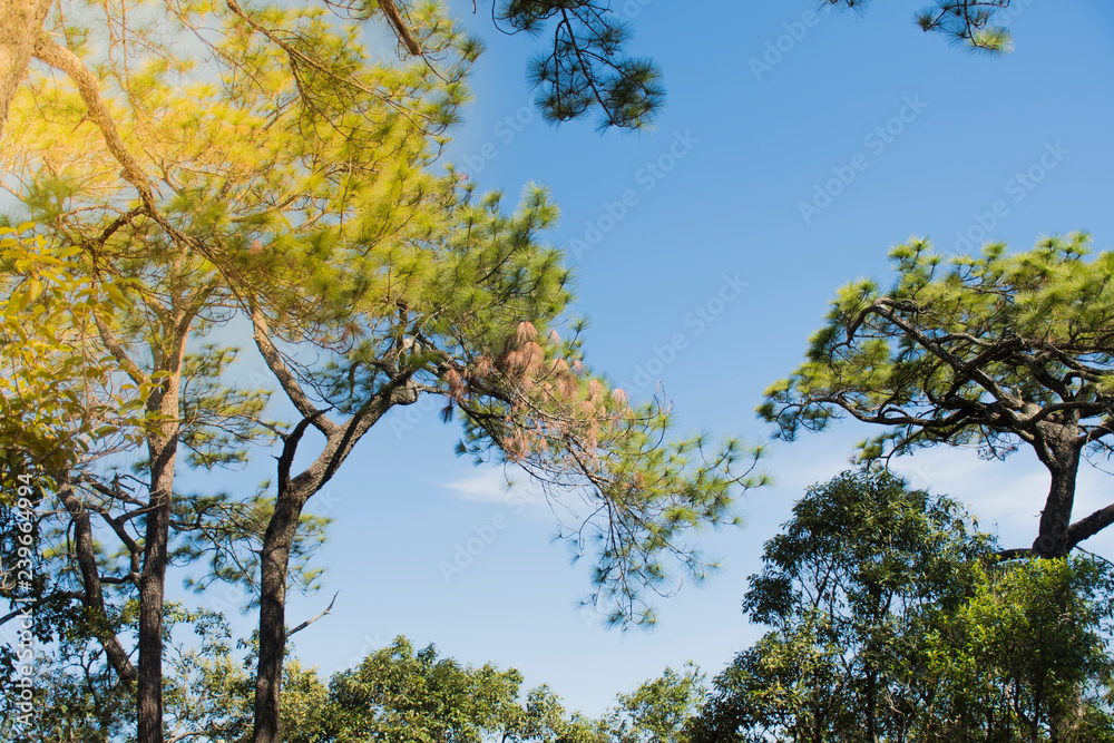 Pinus kesiya in morning at Phukradueng National Park, Loei. Pinus kesiya in morning at Phukradueng National Park, Loei.