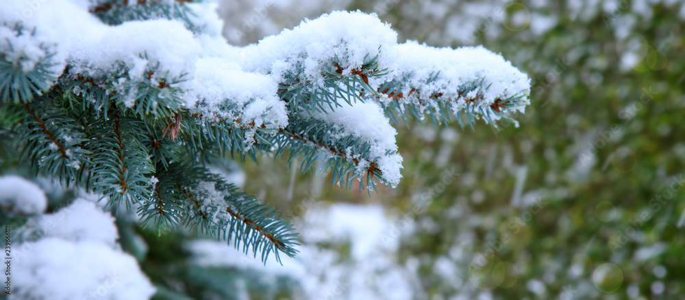Pine tree branches covered with snow. Winter background.
