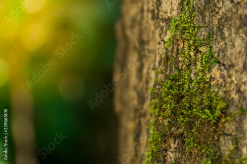 Moss stay on the tree in the morning at forest.