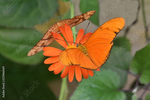 Orange colored Julia heliconian butterfly Dryas iulia feeding on a flower photo