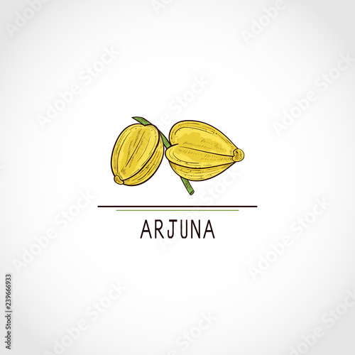 Arjuna. Fruit, leaves. Color. Logo, sign, symbol, icon. Sketch
