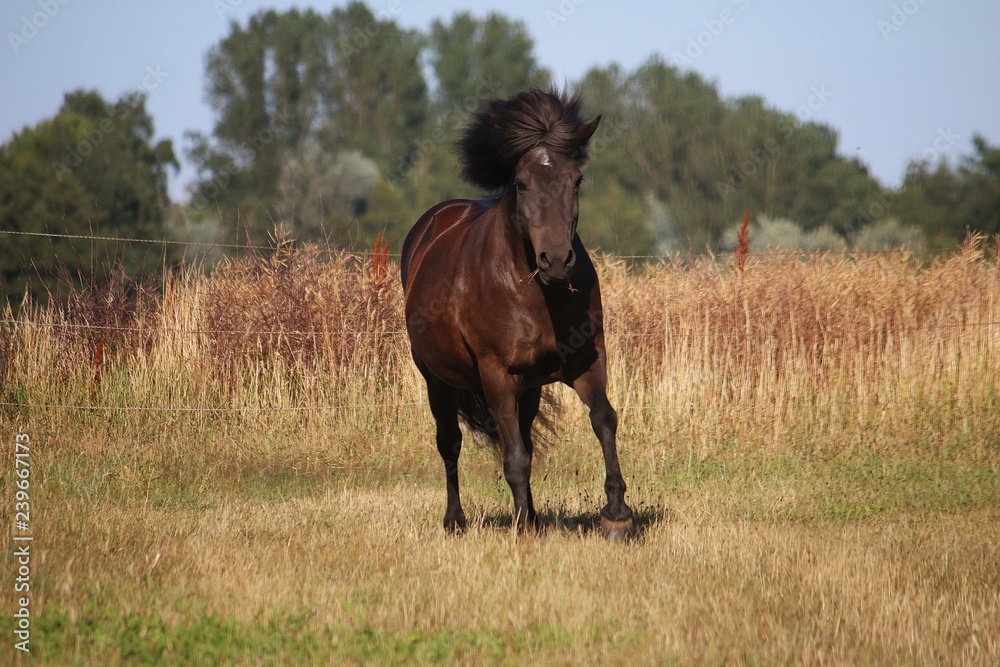beautiful dark icelandic horse is running on a paddock in the sunshine beautiful dark icelandic horse is running on a paddock in the sunshine