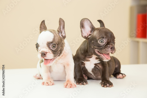 Twin of Cute little pedigreed french bulldog puppy lying , Two month of French Bulldog on the red cloth, selective focus on the face with blurred background for birth abstract & background 