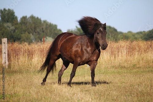 beautiful dark icelandic horse is running on a paddock in the sunshine