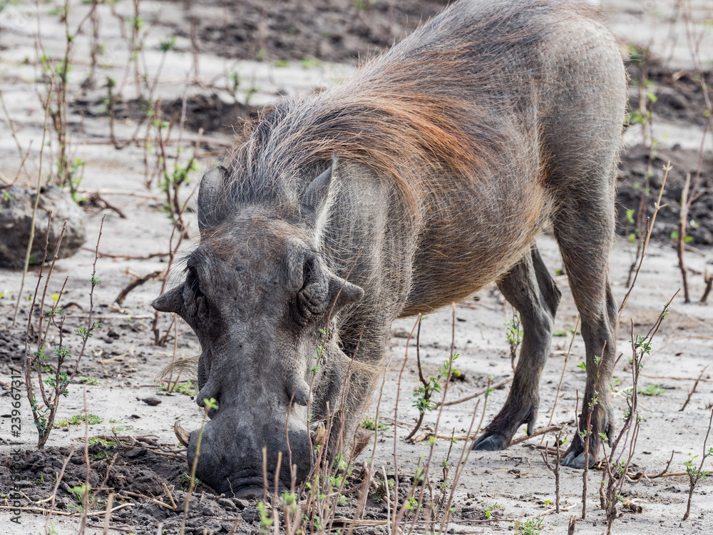 A male Warthog in African landscape and scenery A male Warthog in African landscape and scenery