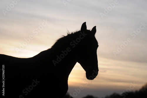horse in the sunset © Sonja