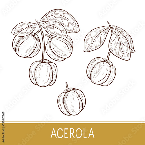 Konstfotografi Acerola. Fruit, leaves, branch. Set. Sketch. Monophonic