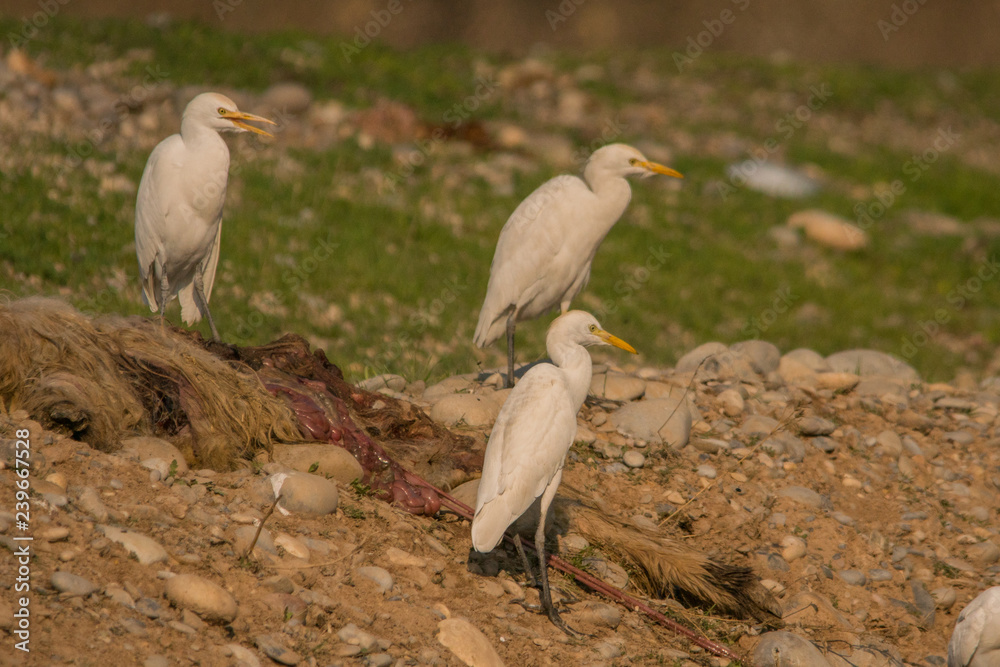 Naklejka premium Cattle Egret / Bubulcus ibis