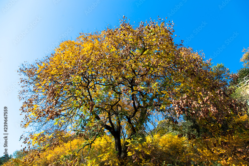 Colors of Autumn