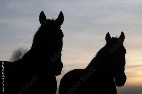 black silhouette of horses © Sonja