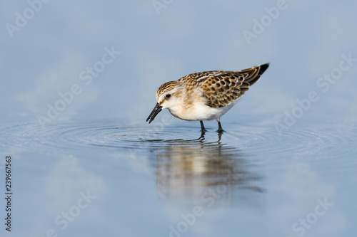 Fotografie トウネン(red-necked stint)