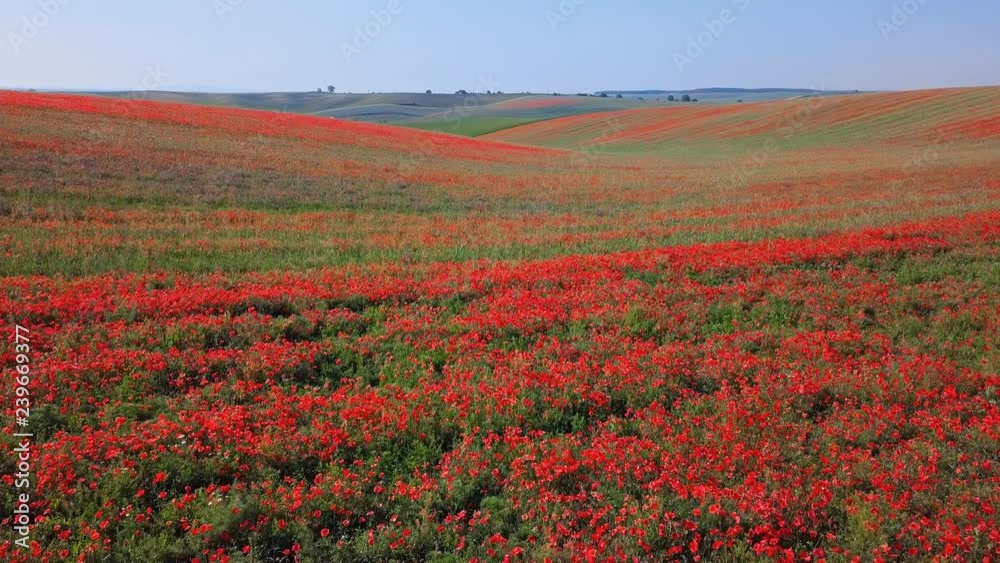 Aerial view of poppy hills in Moravia, Czech Republic