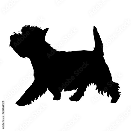 West Highland White Terrier photo