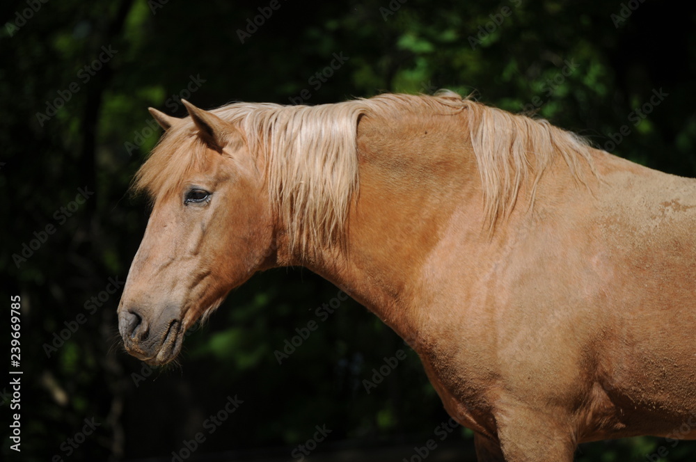 Fototapeta premium Stallion portrait