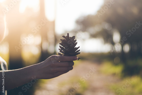 Man hold dry pine in the evening at PhuKradueng National Park, Loei. photo