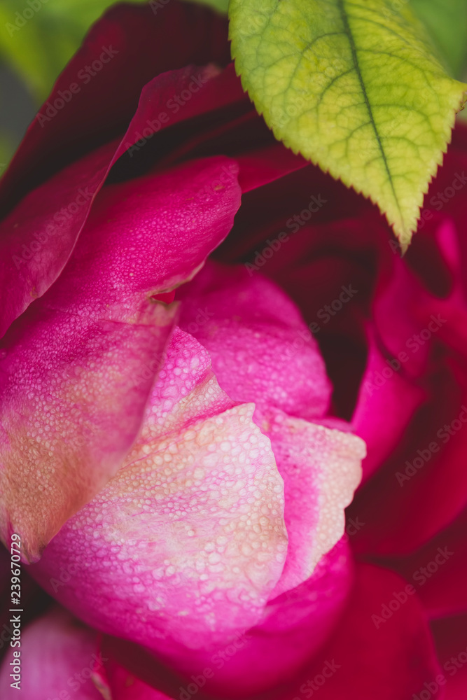 Top view of pink rose with green leaf