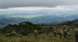Landscape of the Colombian paramo. Espeletia plants.