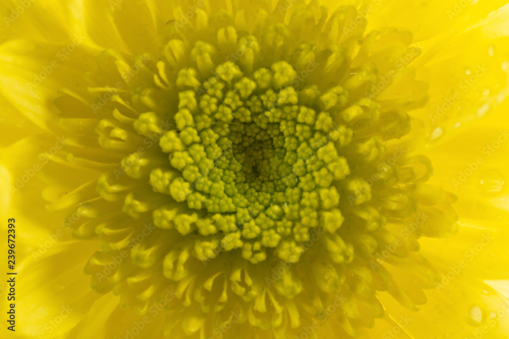 close up on the central of a yellow chrysanthemum flower close up on the central of a yellow chrysanthemum flower