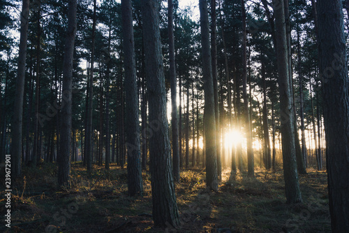 Fototapeta Naklejka Na Ścianę i Meble -  Sunrise in the forest. Early morning light in woodlands