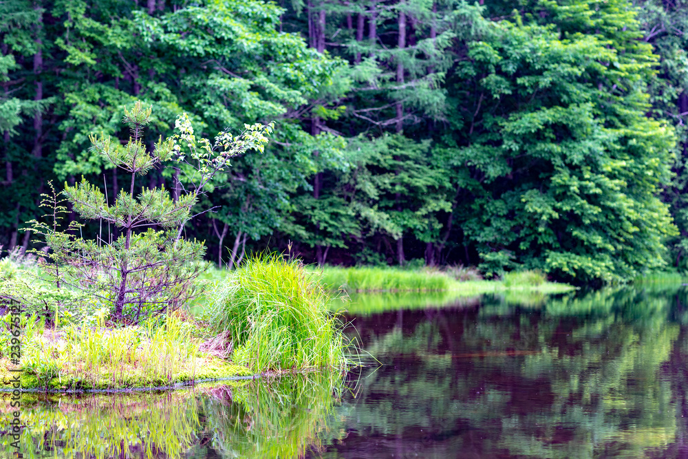 Obraz premium 上高地 大正池 長野 信州 夏 旅行 観光 名所 明神池 河童橋