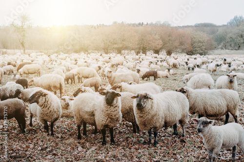 Schafsherde auf einer Wiese bei Sonnenuntergang