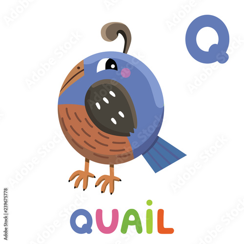 Q is for Quail. Letter Q. Quail, cute illustration. Animal alphabet.