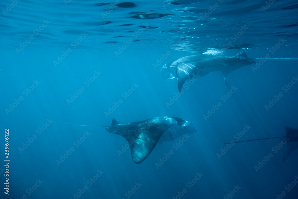 Fototapeta premium Dancing manta rays in the maldives.