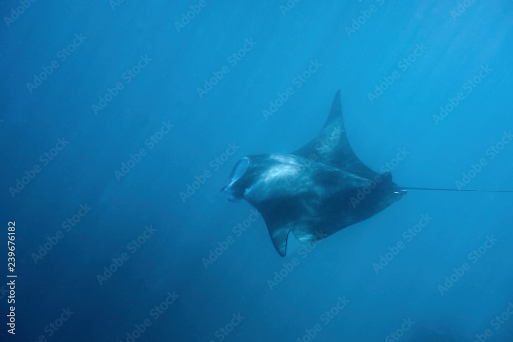 Fototapeta premium Dancing manta rays in the Maldives.