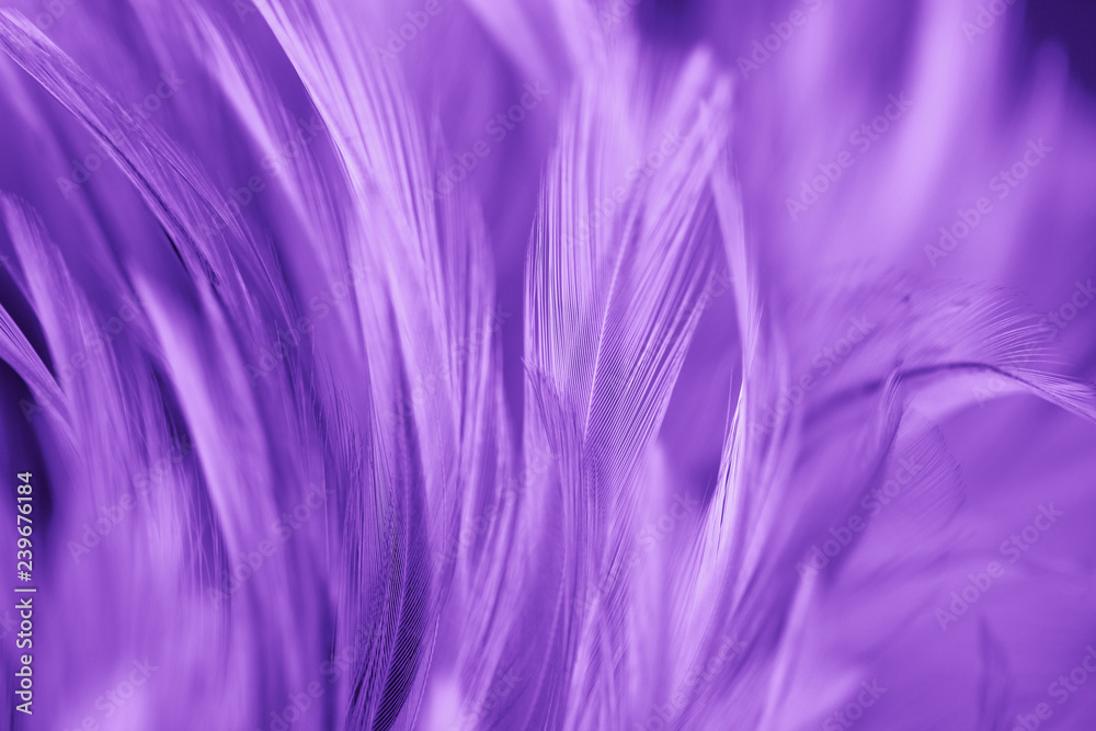Purple chicken feathers in soft and blur style for background Purple chicken feathers in soft and blur style for background