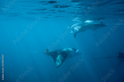 Dancing manta rays in the maldives. © Composer