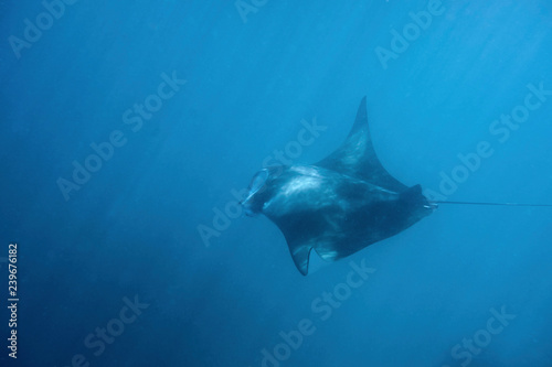Dancing manta rays in the Maldives. © Composer