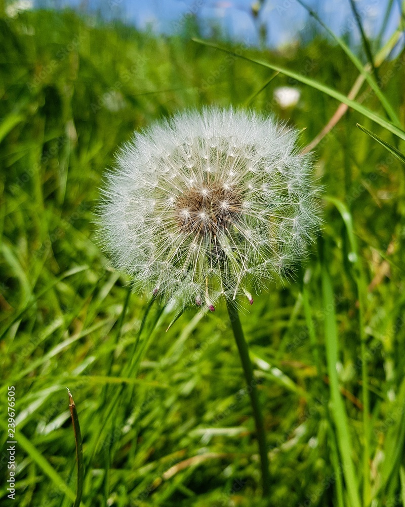 Fototapeta premium dandelion on green background