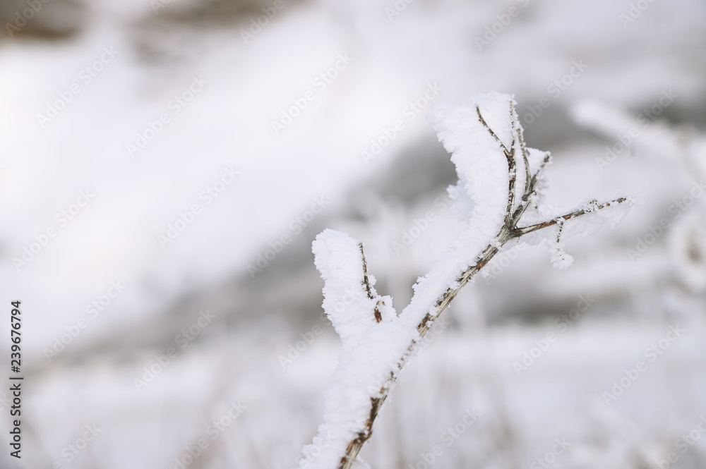 Close-up of hoarfrost grass stem on a cold sunny winter day