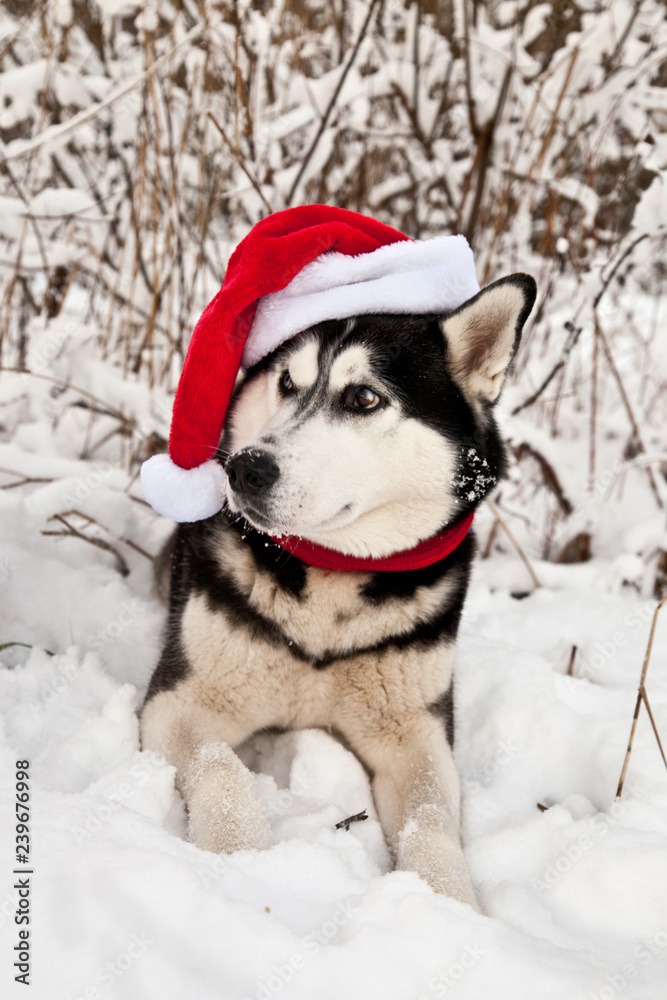 Dog breed Siberian Husky in cap Santa Claus and red scarf in winter forest
