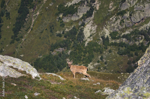 Horned goat male alpine Capra ibex on the high rocks stone in Dombay mountains. North Caucasus. Russia