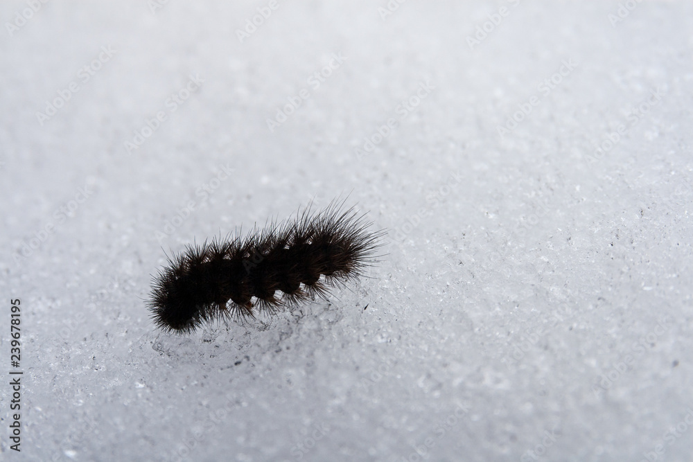 caterpilar in the snow caterpilar in the snow