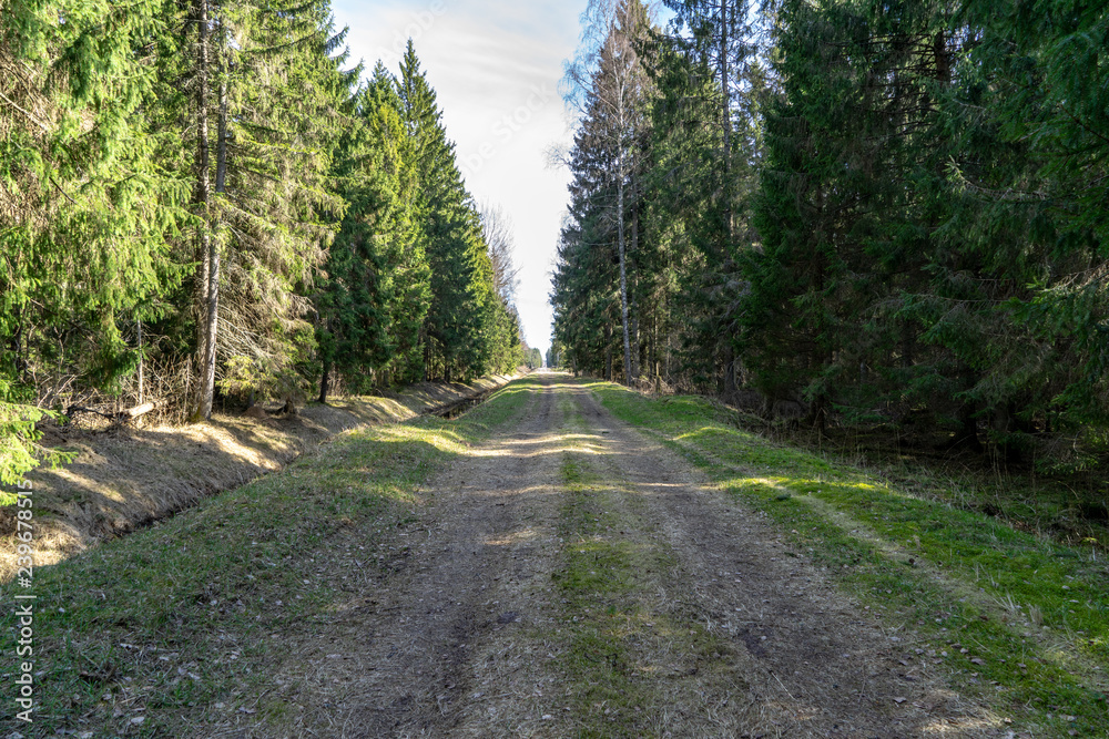 Fototapeta premium radiant sun light shining through tree branches in forest