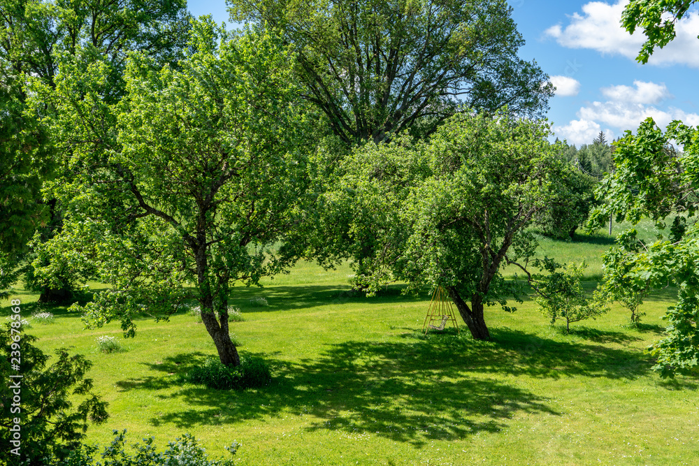 Fototapeta premium countryside yard with trees and green foliage in summer