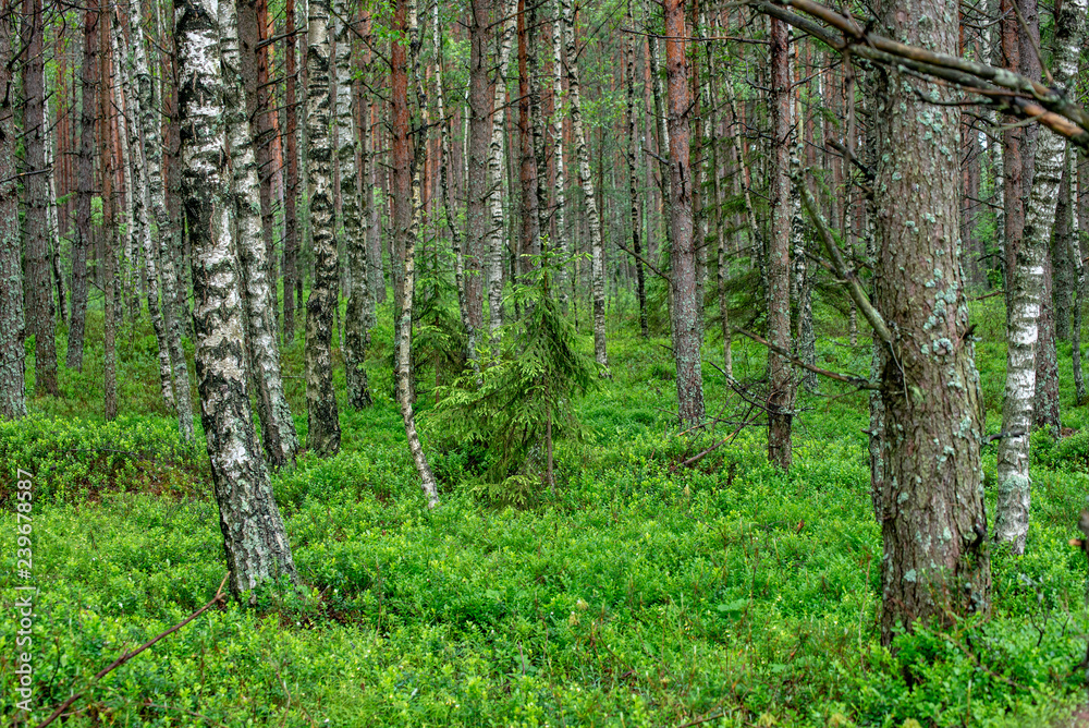 Naklejka premium countryside yard with trees and green foliage in summer